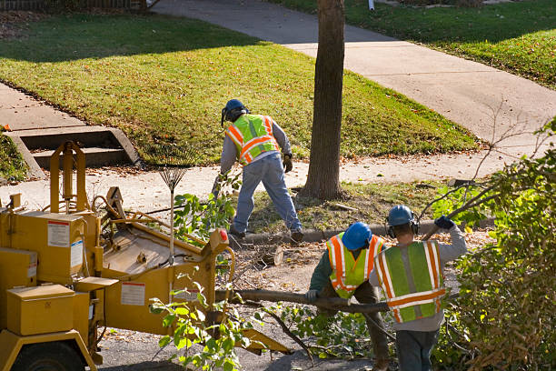 Best Storm Damage Tree Cleanup  in Biggs, CA